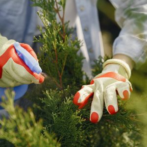Reclaimed Window Cold Frames