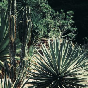 Perennial Pond Planting